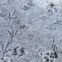 Bird tracks in the snow