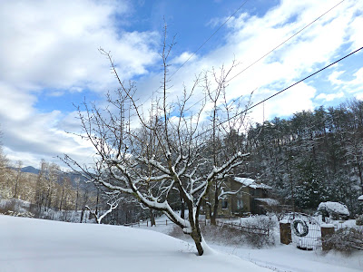 Snow covered tree with forest and mountain landscape behind it