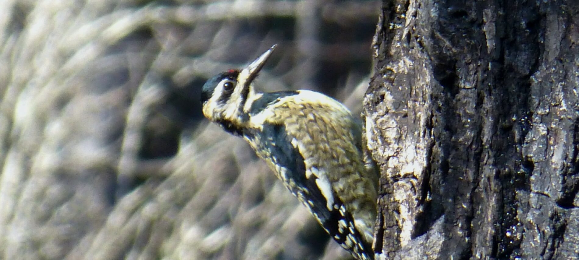 The Yellow-bellied Sapsucker, a small woodpecker, perched sideways on a tree trunk