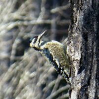 The Yellow-bellied Sapsucker, a small woodpecker, perched sideways on a tree trunk