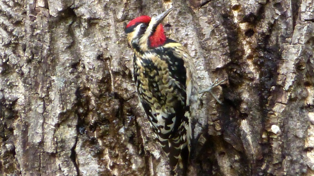 Bird with speckled feathers and striped head perched on the side of a tree trunk