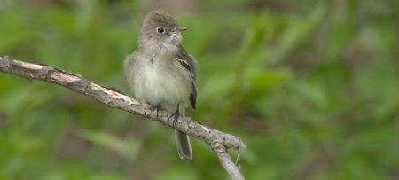 North Carolina Mountain Birds Acadian Flycatcher
