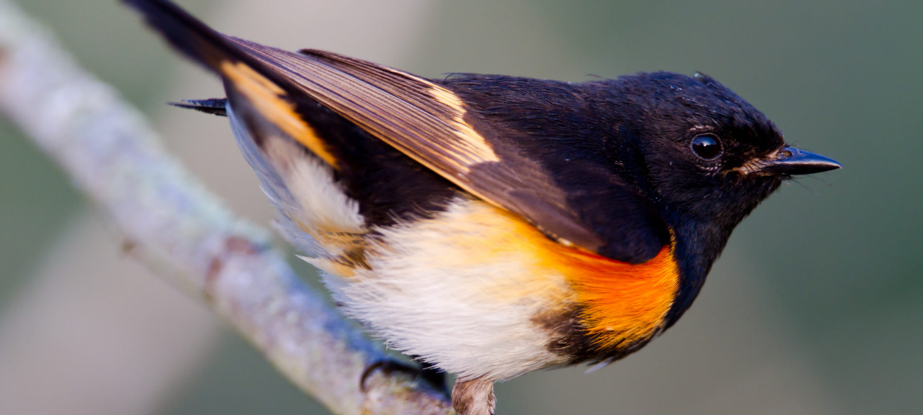 Bird with black head and orange chest perched observantly on a tree branch