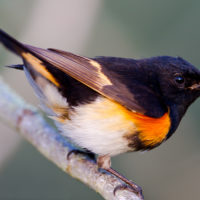 Bird with black head and orange chest perched observantly on a tree branch