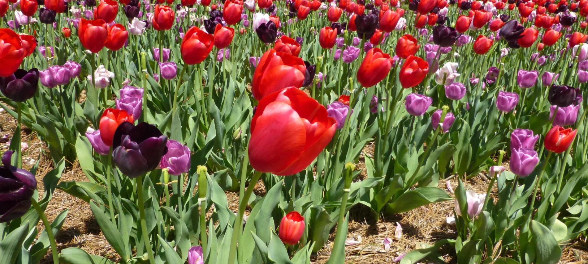 Thousands of flowering tulips in several different colors in a garden