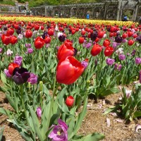 Thousands of flowering tulips in several different colors in a garden