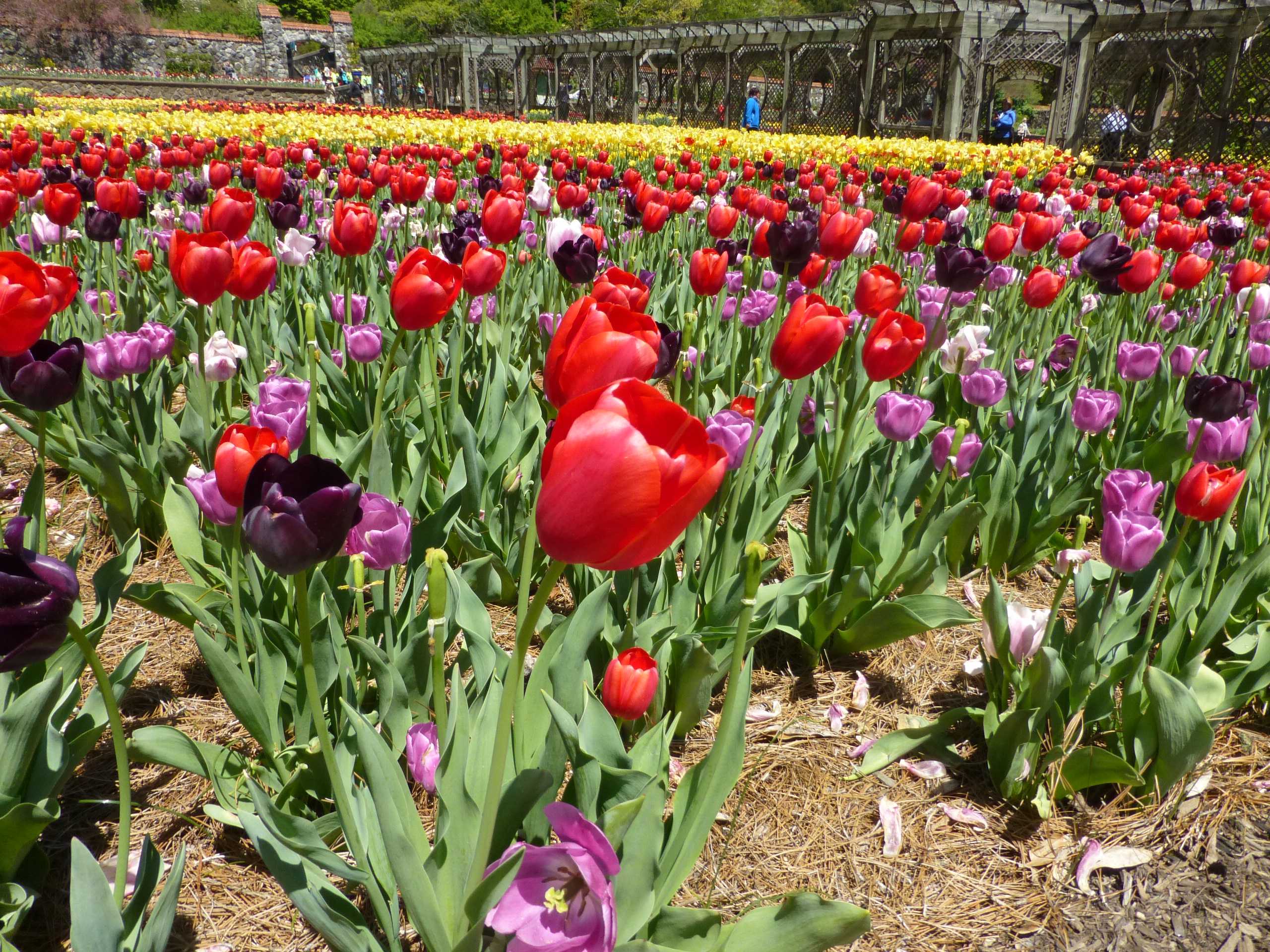 Where to See Thousands and Thousands of Tulips