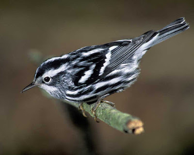 Small bird with black and white striped body standing on a branch