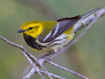 Yellow headed bird with black throat and black and white wings and chest perched on a branch