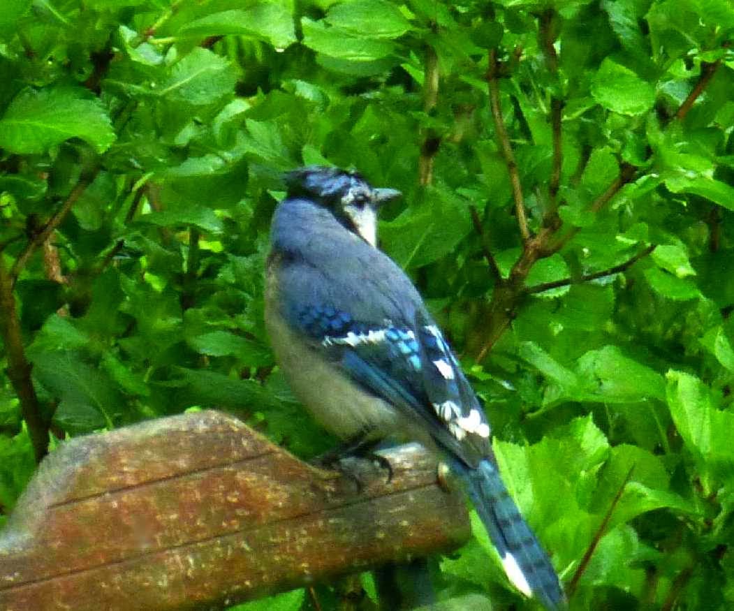 North Carolina Mountain Birds Blue Jay