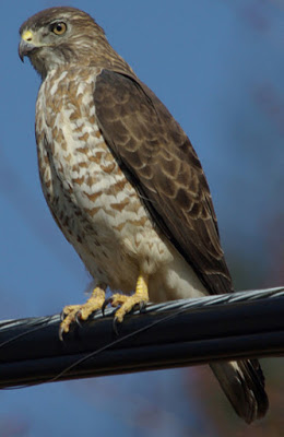 Large brown and white bird with hooked beak perched on large cable