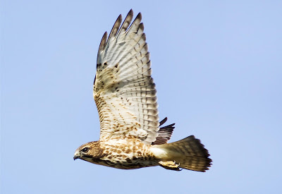 Stocky white and brown raptor with long wings flying through the air