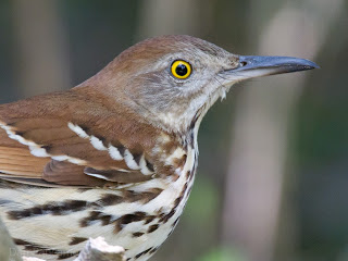 Brown bird with speckled chest and yellow eyes