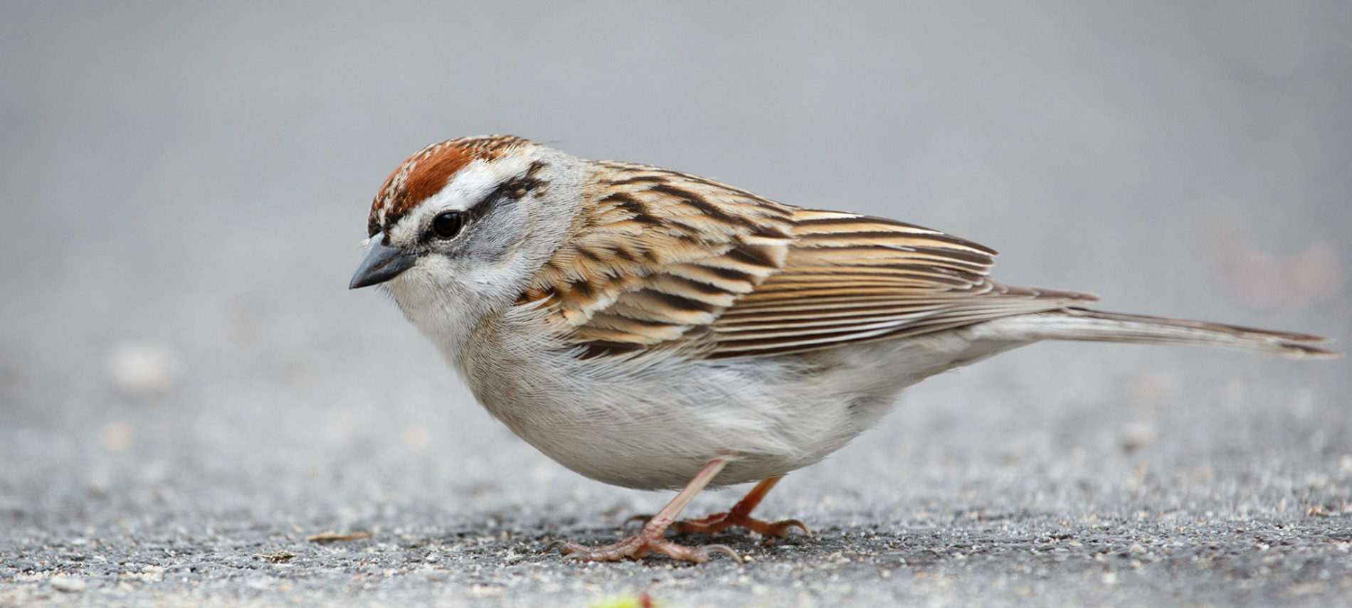 Chipping Sparrow By Vkulikov (Own work) [CC BY-SA 3.0 (http://creativecommons.org/licenses/by-sa/3.0)], via Wikimedia Commons