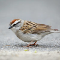 Chipping Sparrow By Vkulikov (Own work) [CC BY-SA 3.0 (http://creativecommons.org/licenses/by-sa/3.0)], via Wikimedia Commons