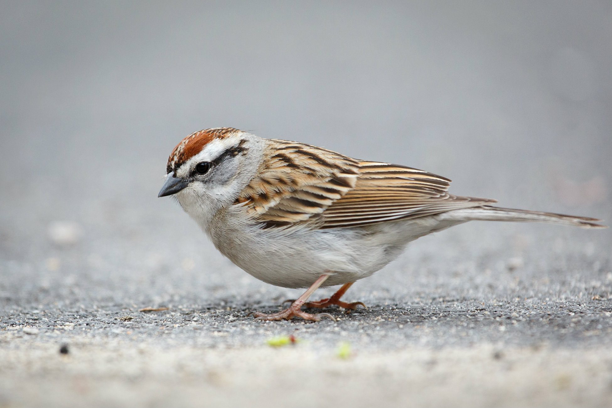 sparrow bird sparrow bird