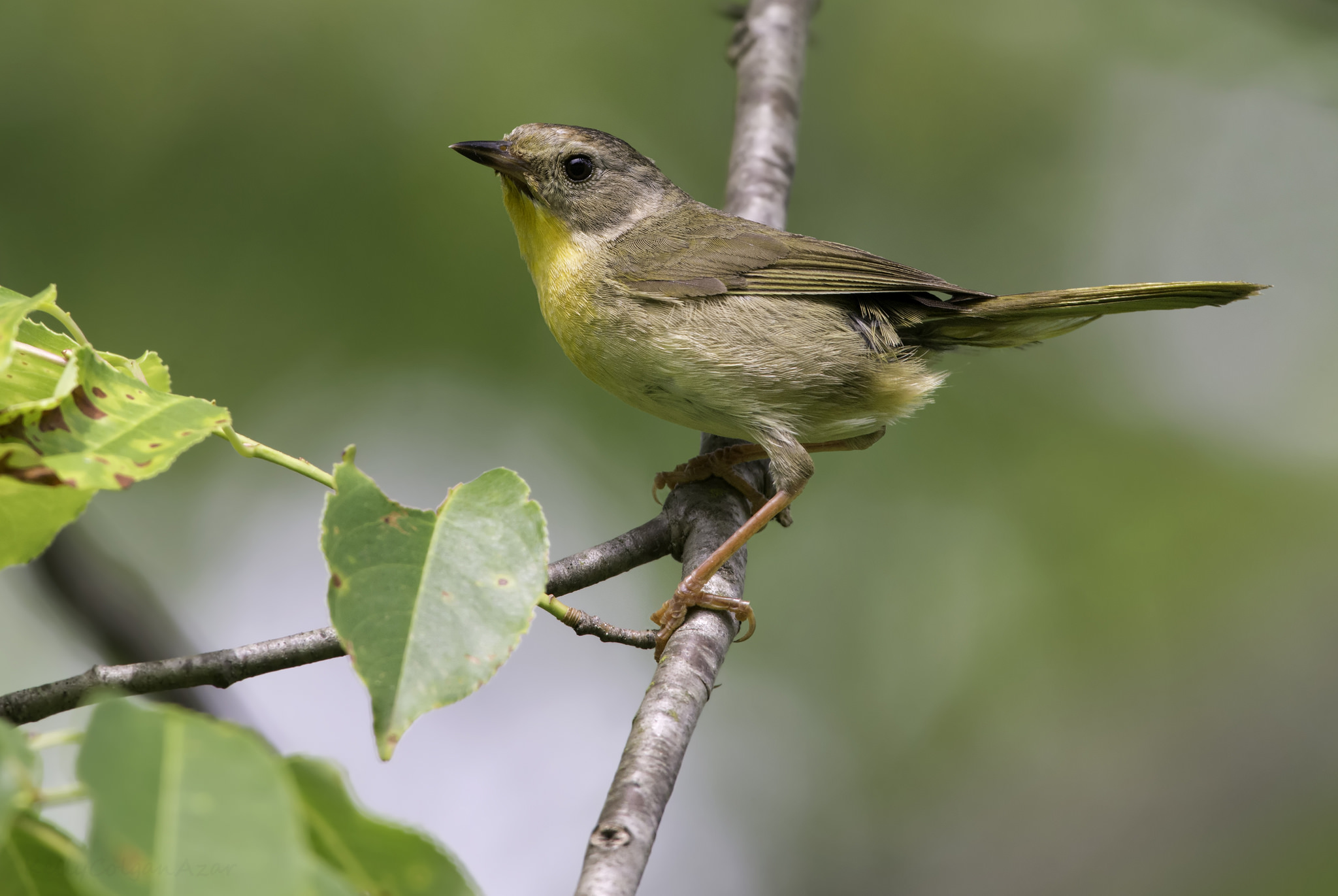 Common Yellowthroat Male And Female