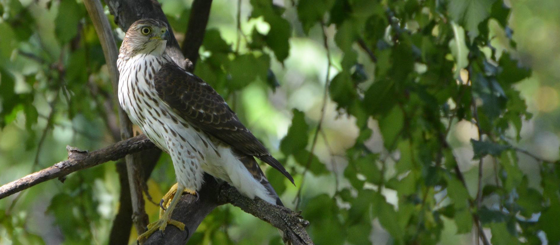 Cooper's Hawk [photo credit: https://www.flickr.com/photos/wildreturn/8474601987/}