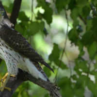 Cooper's Hawk [photo credit: https://www.flickr.com/photos/wildreturn/8474601987/}