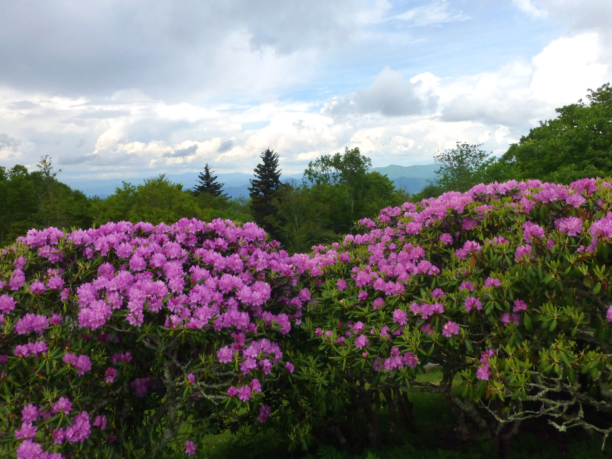 Spring Hike Craggy Gardens On The Blue Ridge Parkway