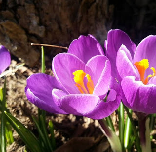 Two purple crocuses blooming in the sunshine