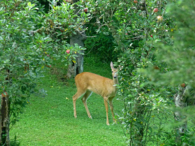 Deer standing in an apple orchard