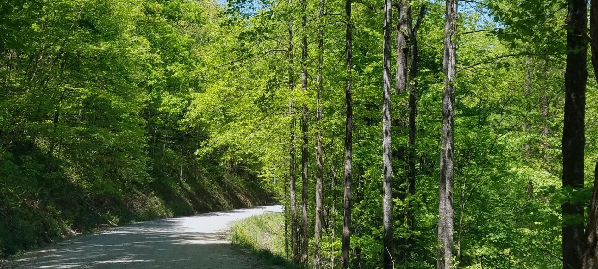 Springtime tree-lined rural road taking a curve