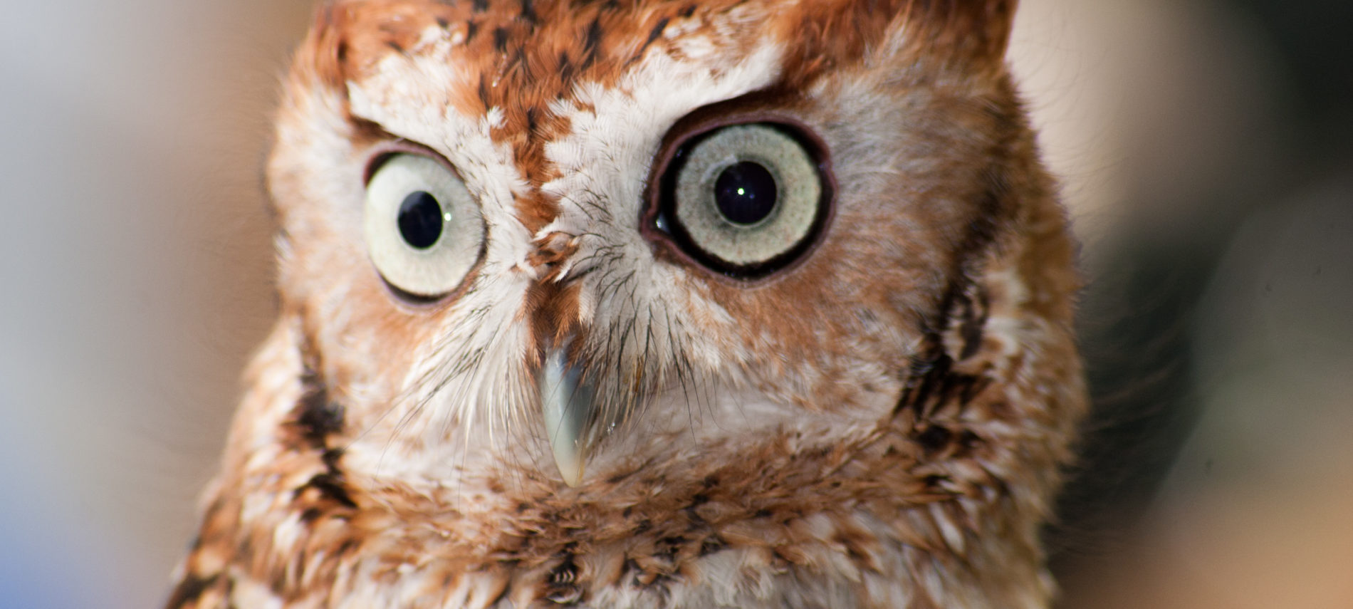 Eastern Screech Owl by Albert Herring https://commons.wikimedia.org/wiki/File:WR_-_Eastern_Screech_Owl_4_(5761936594).jpg