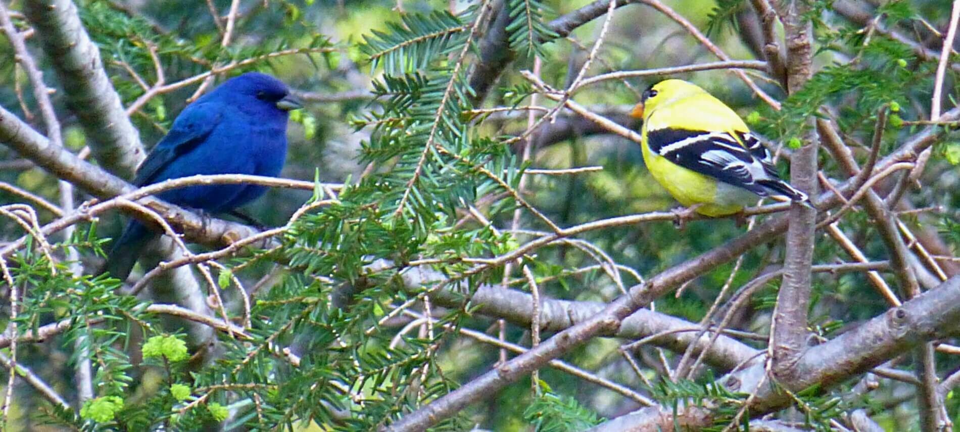 Two stout birds facing each other on evergreen tree branches, one bright blue and the other yellow with black and white wings