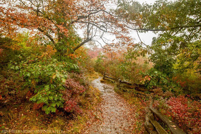 Wooden fence along a winding trail through fall color