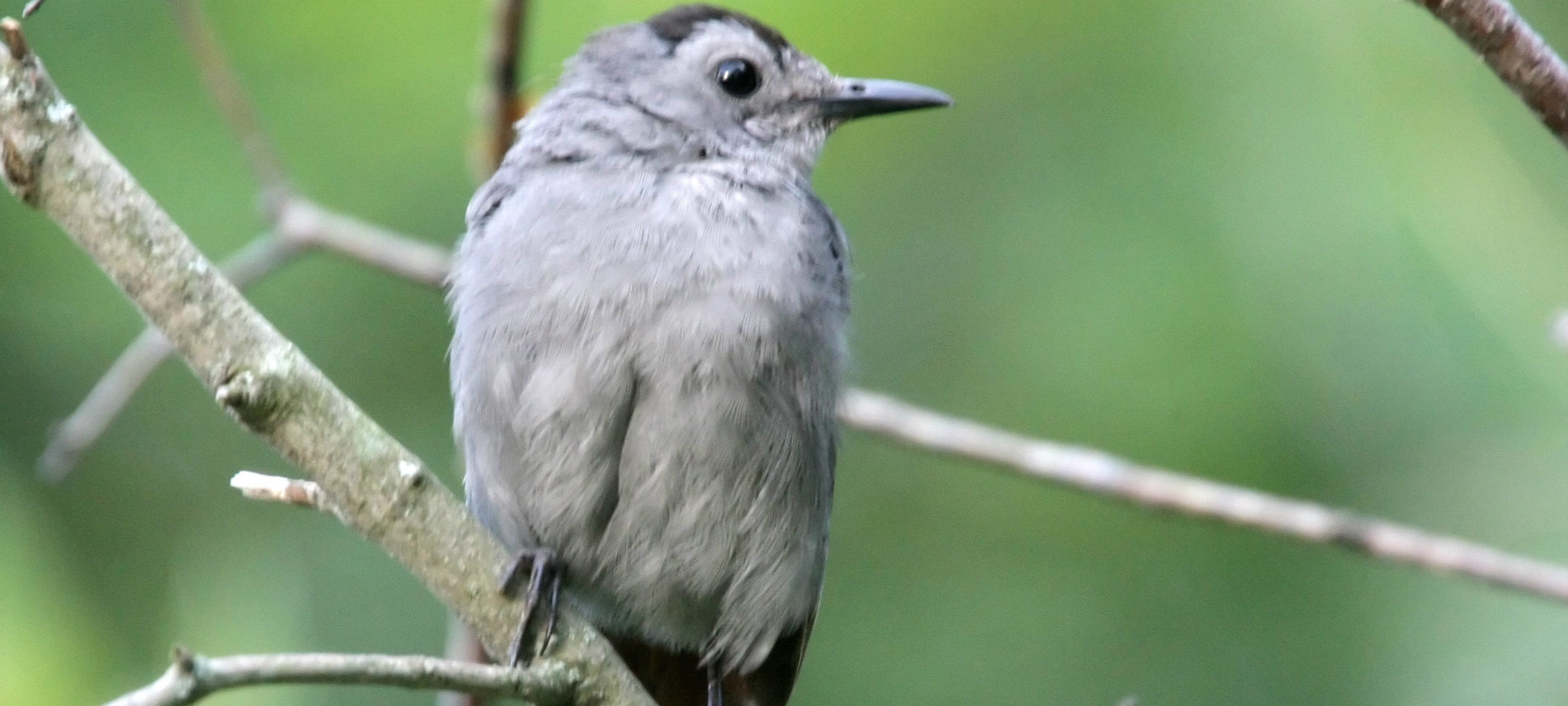 Gray Catbird by John Benson via Flickr