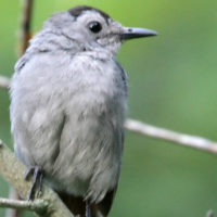 Gray Catbird by John Benson via Flickr