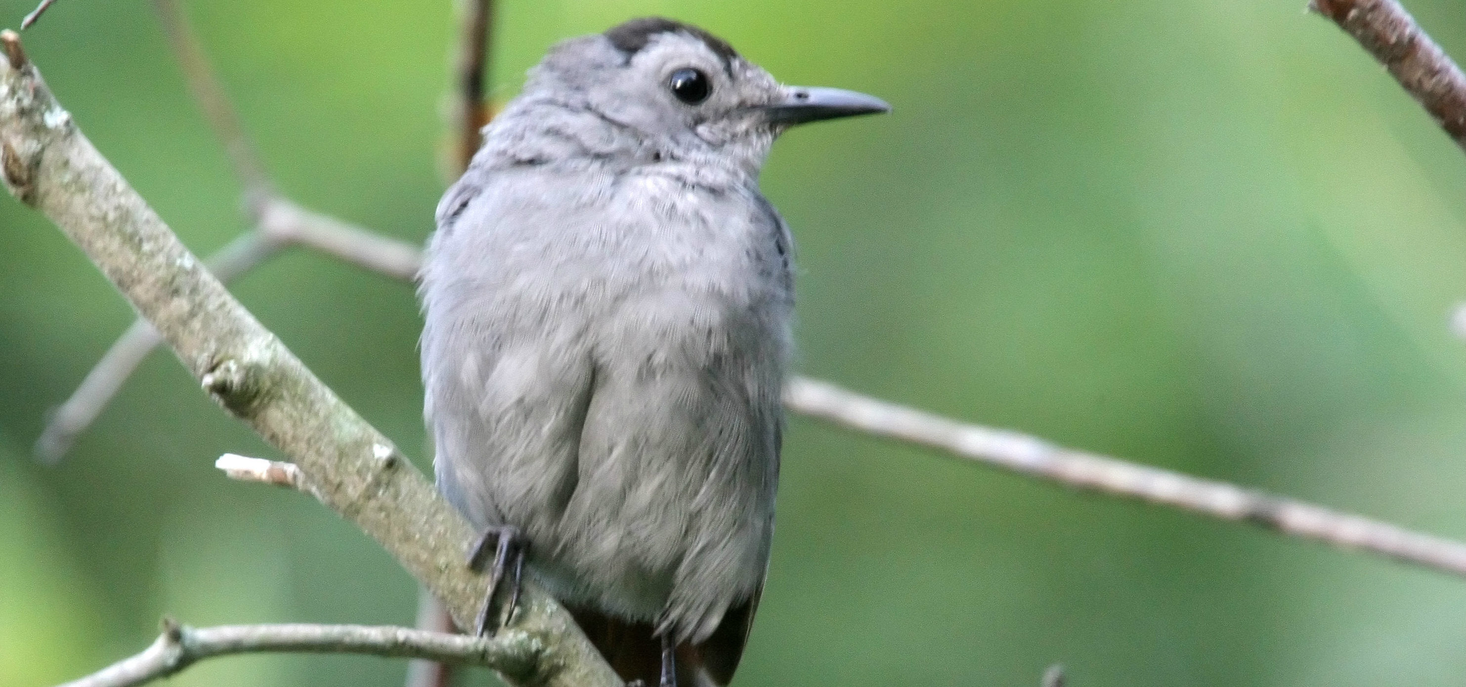 North Carolina Mountain Birds: Gray Catbird