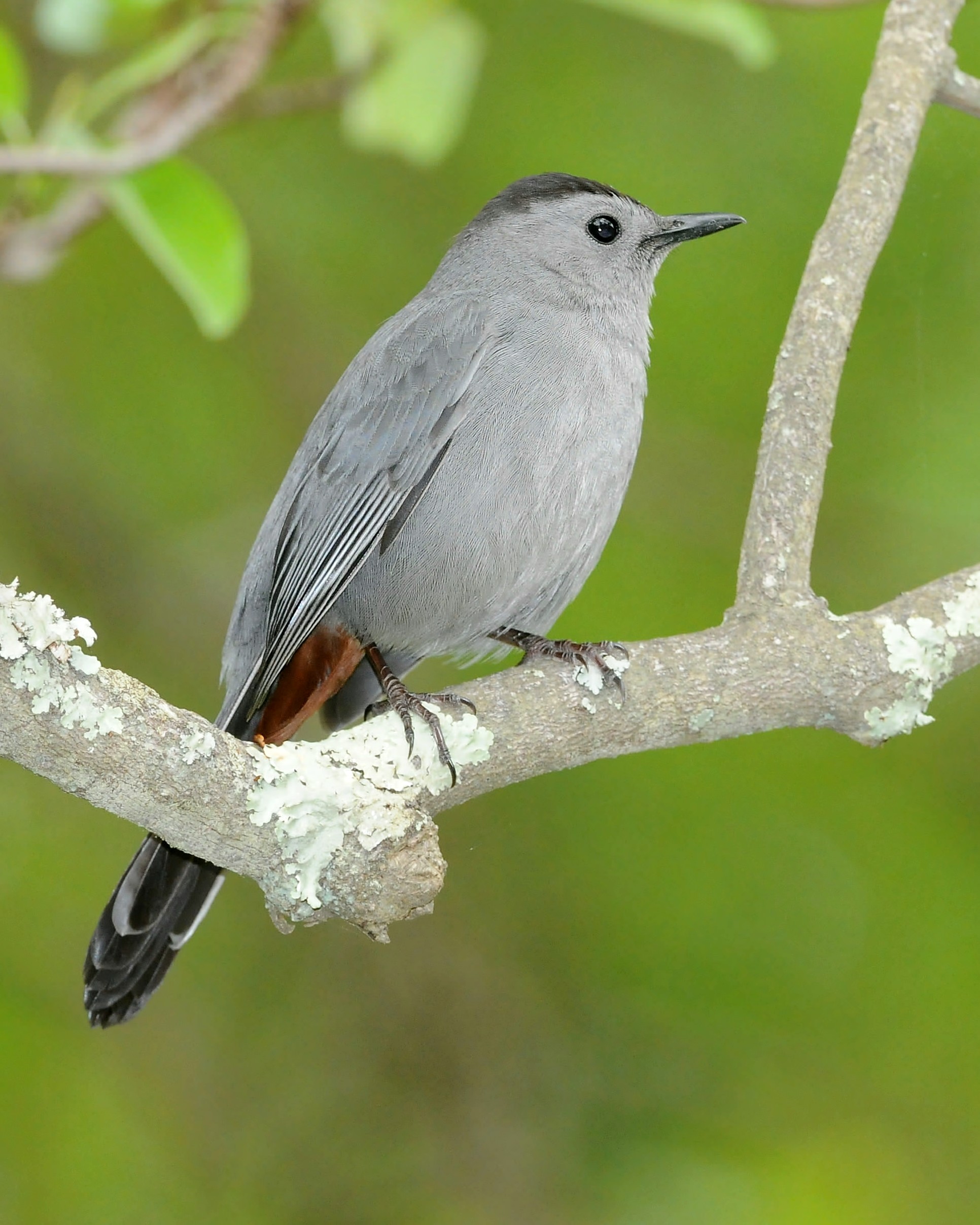 North Carolina Mountain Birds Gray Catbird
