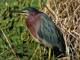 Bird with brown chest, green and black wings, black head and yellow eye ring