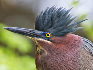 Chest and face of a brown bird with large beak and black feathers standing up on its head