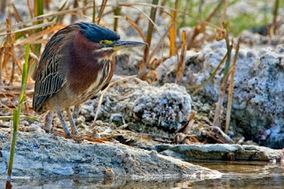 Bird with black head and brown body standing on the edge of a body of water