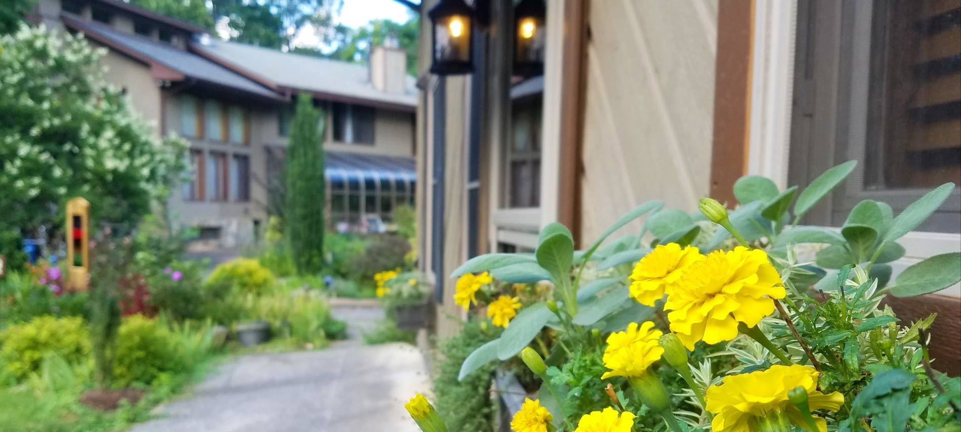 Close view of a windowbox with bright yellow flowers in focus with main inn building in background with landscaping slightly off focus in favor of the flowers. 