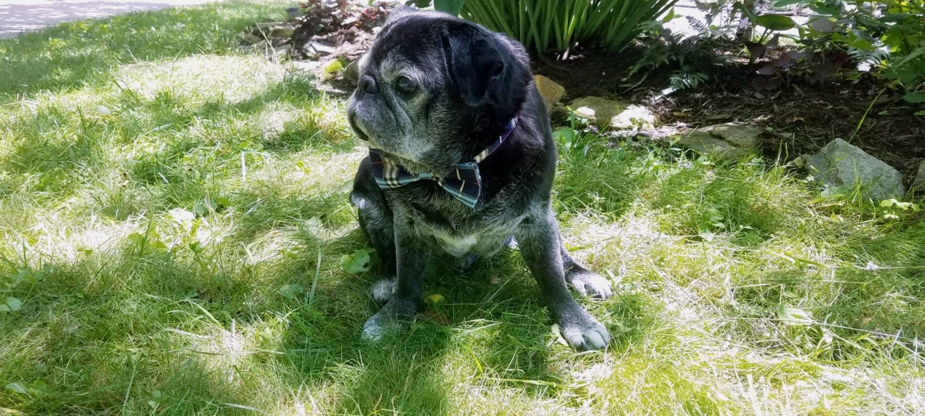 Adorable senior black pug sitting in the grass and wearing a cute bowtie