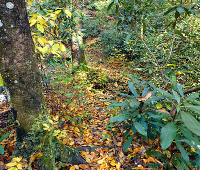 Trail through the woods covered in yellow and orange leaves