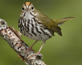 Bird with brown stripes on its face and a brown and white speckled body standing on a branch