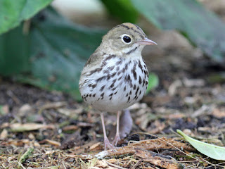 Small brown and white speckled bird with pink legs walking on the forest ground