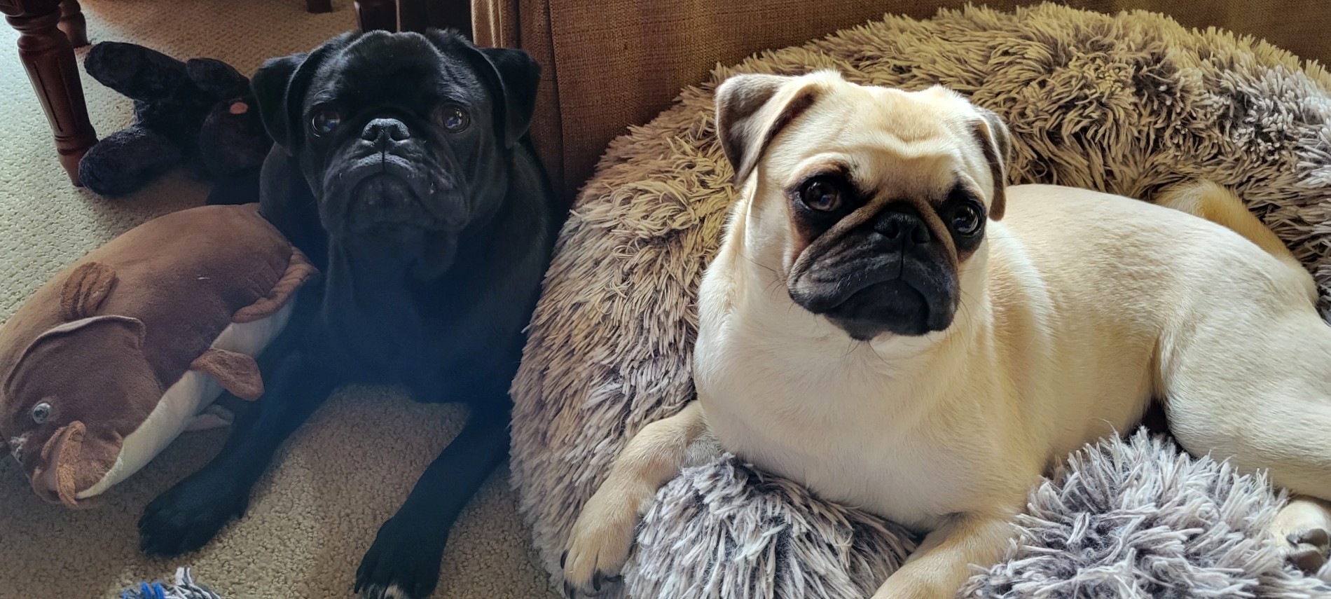 The Inn on Mill Creek B&B Innpugs - Chibi and Honey Walters