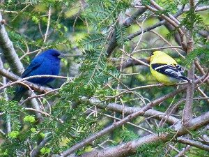 Two stout birds facing each other on evergreen tree branches, one bright blue and the other yellow with black and white wings
