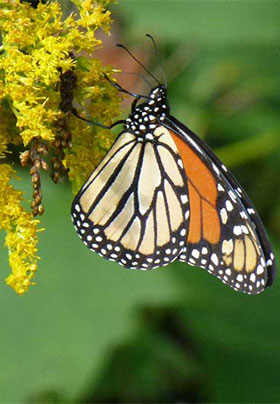 Closeup of monarch butterfly on clusters of goldenrod flowers