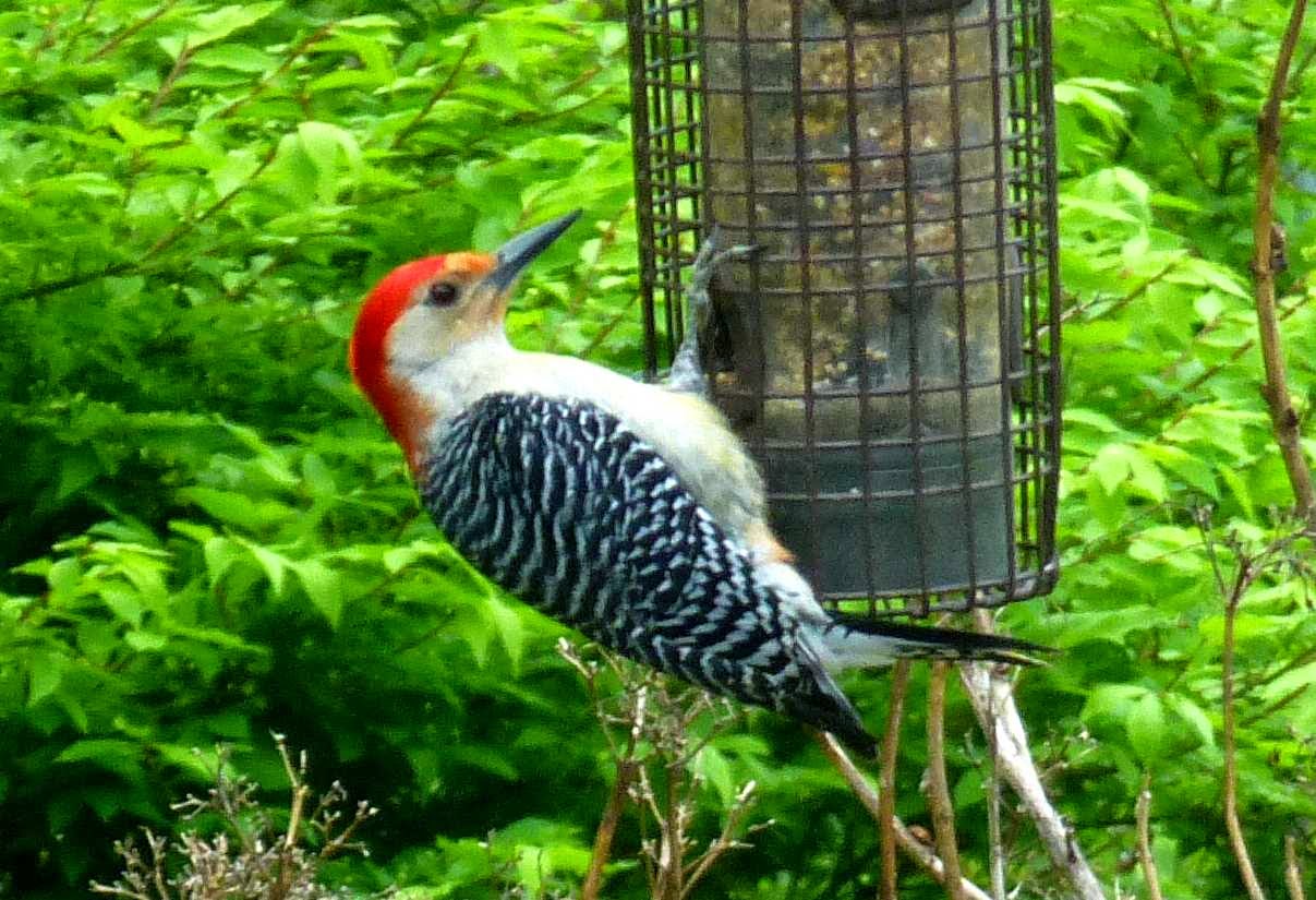 North Carolina Mountain Birds: Red-Bellied Woodpecker