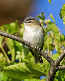 Small bird with white chest and dark gray head perched on a tree branch