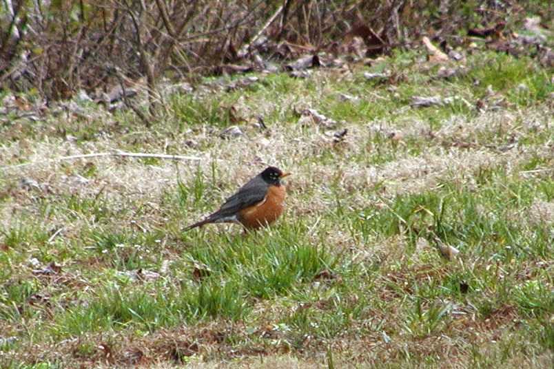 Species Spotlight: American Robin