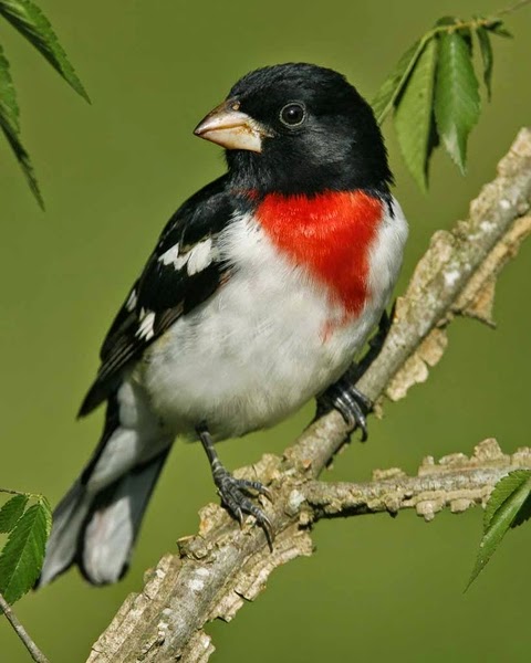 North Carolina Mountain Birds: Rose-breasted Grosbeak