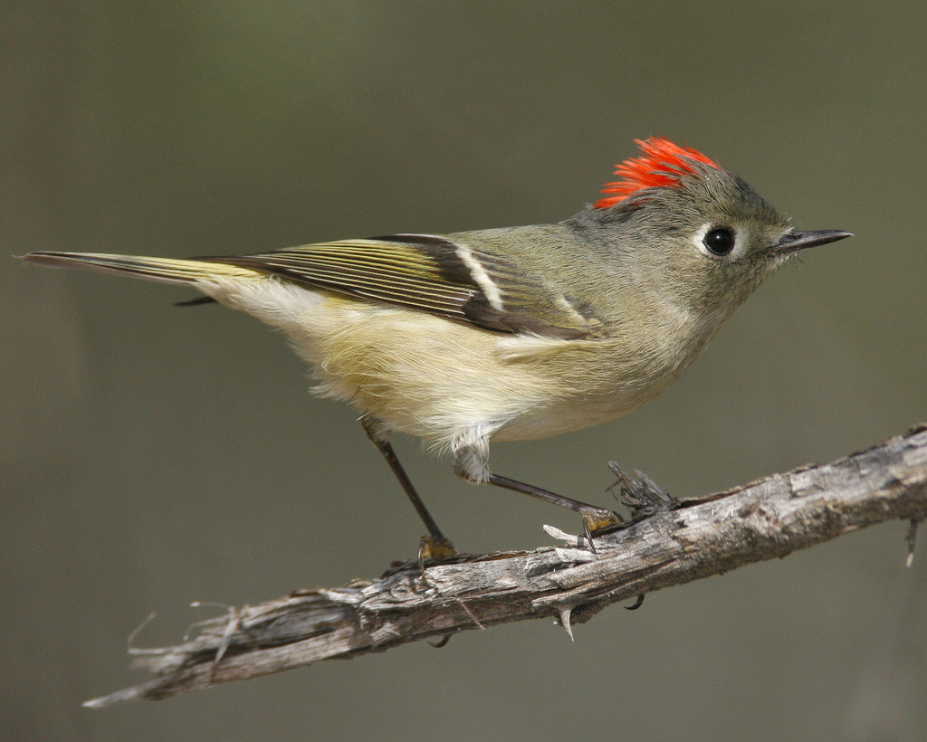 Small gray bird with black and white wing bars and bright red head feathers